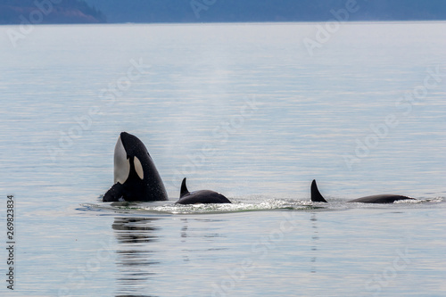 Orcas © Christian Pausch