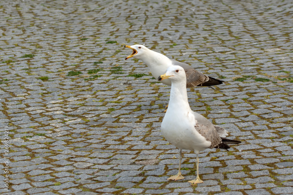 Single seagull close-up stock image Single seagull close-up stock image