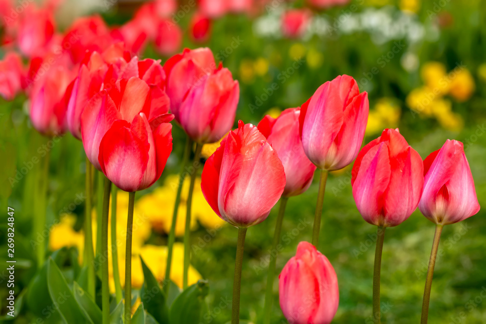 Colorful flower beds during the annual April tulip festival in Istanbul