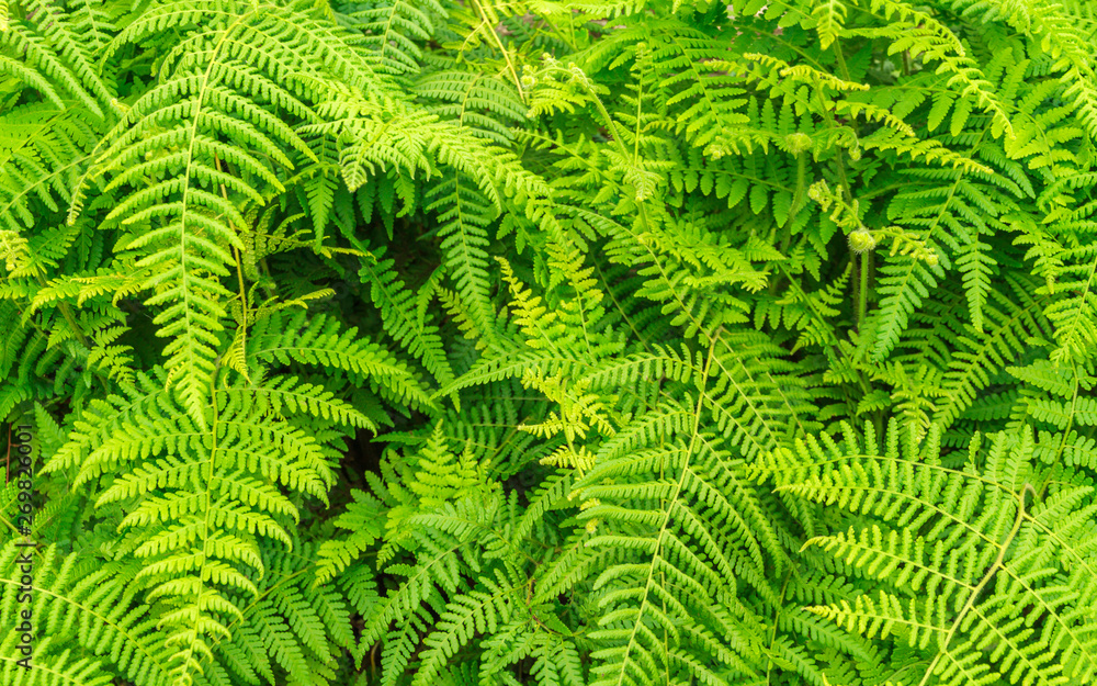 Green ferns leaves background.