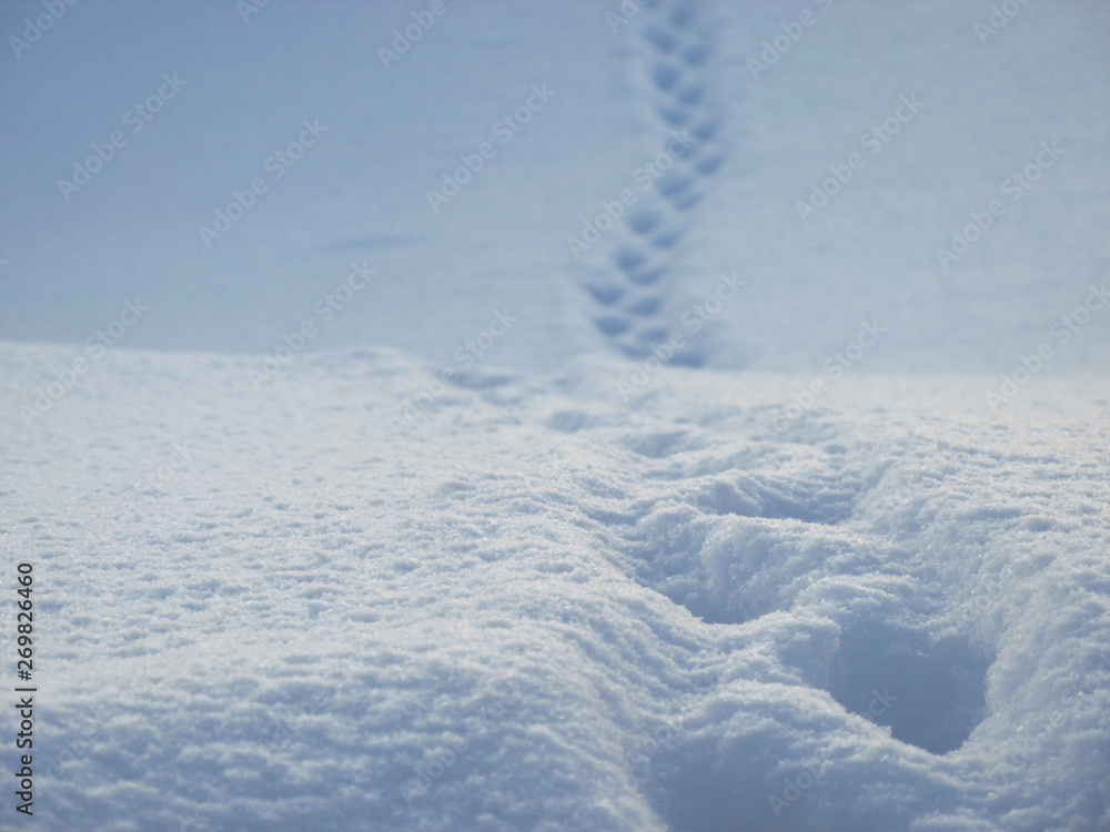 The signs of the cat to the neighbor through the snow The signs of the cat to the neighbor through the snow
