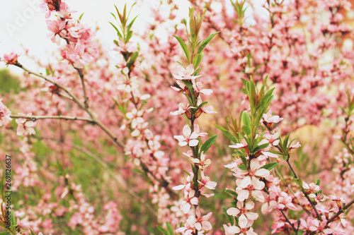 Spring Blossoming Pink Decorative Almonds