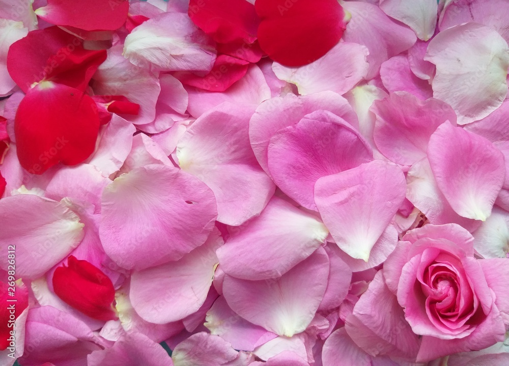 Obraz premium Rose with petals, valentine day, background,card 