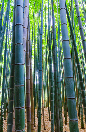landscape of bamboo forest in Saga Kyoto Japan
