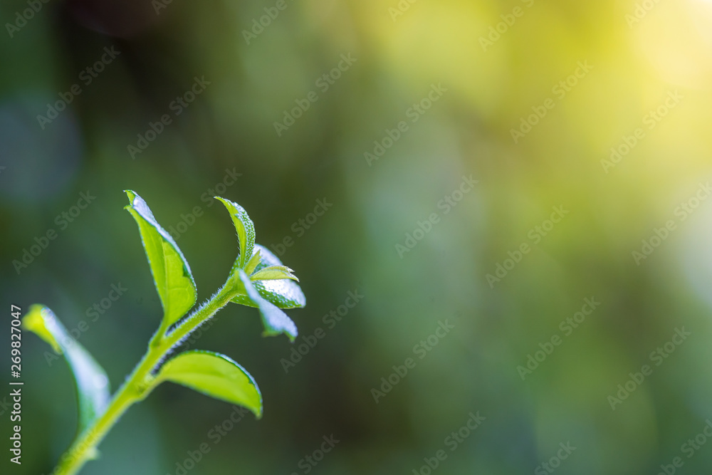 Spot focus Close-up, green leaves Blurred bokeh as background In the natural garden in the daytime. Spot focus Close-up, green leaves Blurred bokeh as background In the natural garden in the daytime.