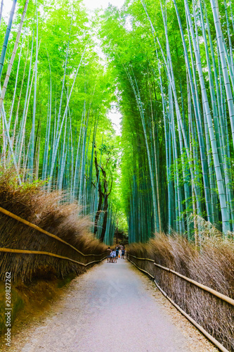 landscape of bamboo forest in Saga Kyoto Japan