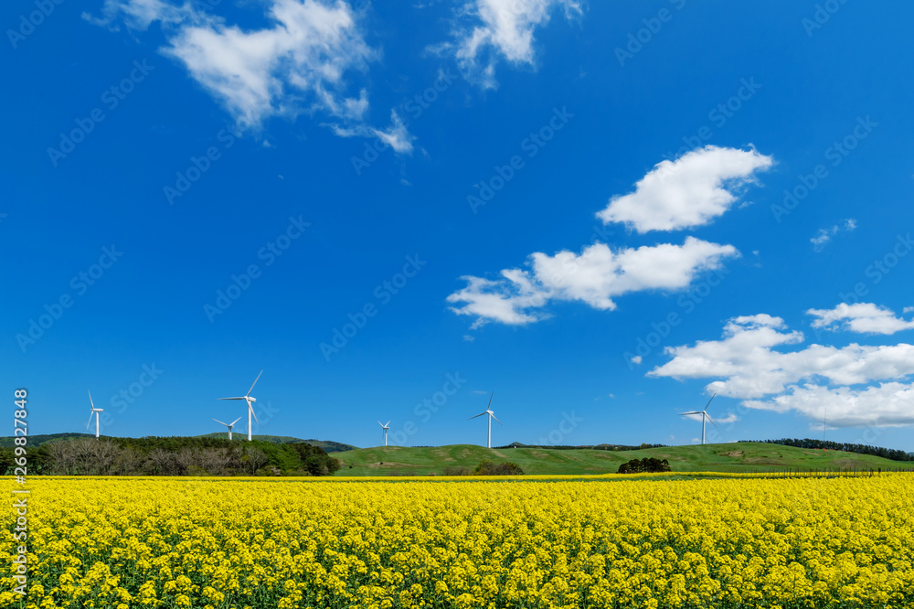 青森県横浜町 満開の菜の花畑と風車のある風景 Stock Photo Adobe Stock