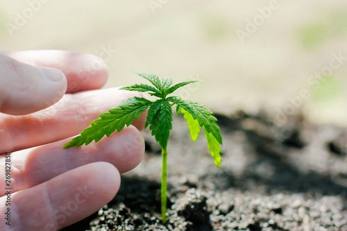 Hemp sprouts growing. Farmers are planting marijuana seedling. Hand closeup with cannabis seedling outdoors