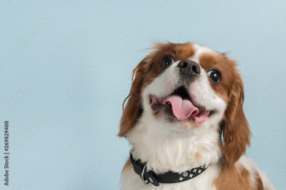 Puppy Cavalier King Charles Spaniel isolated on a light blue background. Copy space