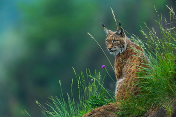 Sierkussen Lynx Euraziatische lynx in groene omgeving  © JUAN CARLOS MUNOZ