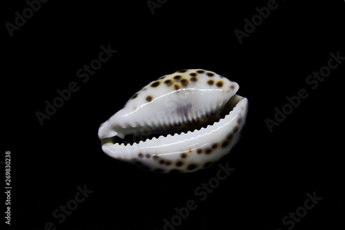 Cowrie Seashells (Kauri) Cypraea (Cypria)