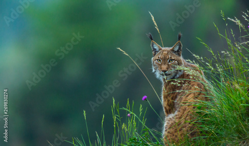 Tableau sur toile Eurasian lynx (Lynx lynx)