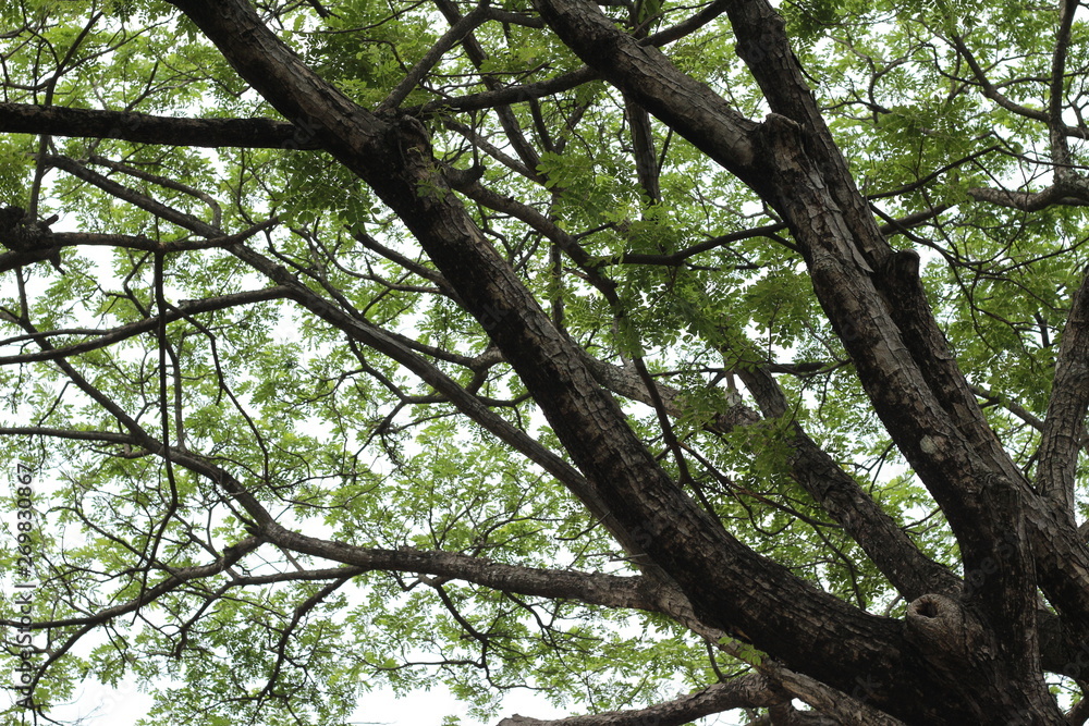 Fototapeta premium Under the shade of big tree in the park