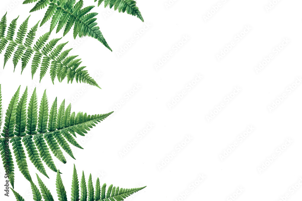 Summer composition. Tropical fern leaves on white background. Summer concept. Flat lay, top view, copy space