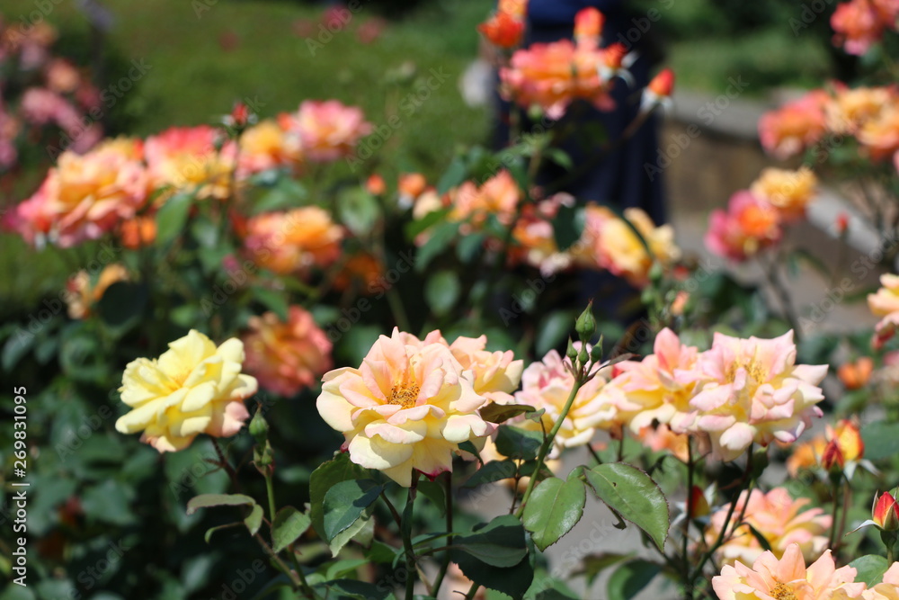 薔薇 薔薇