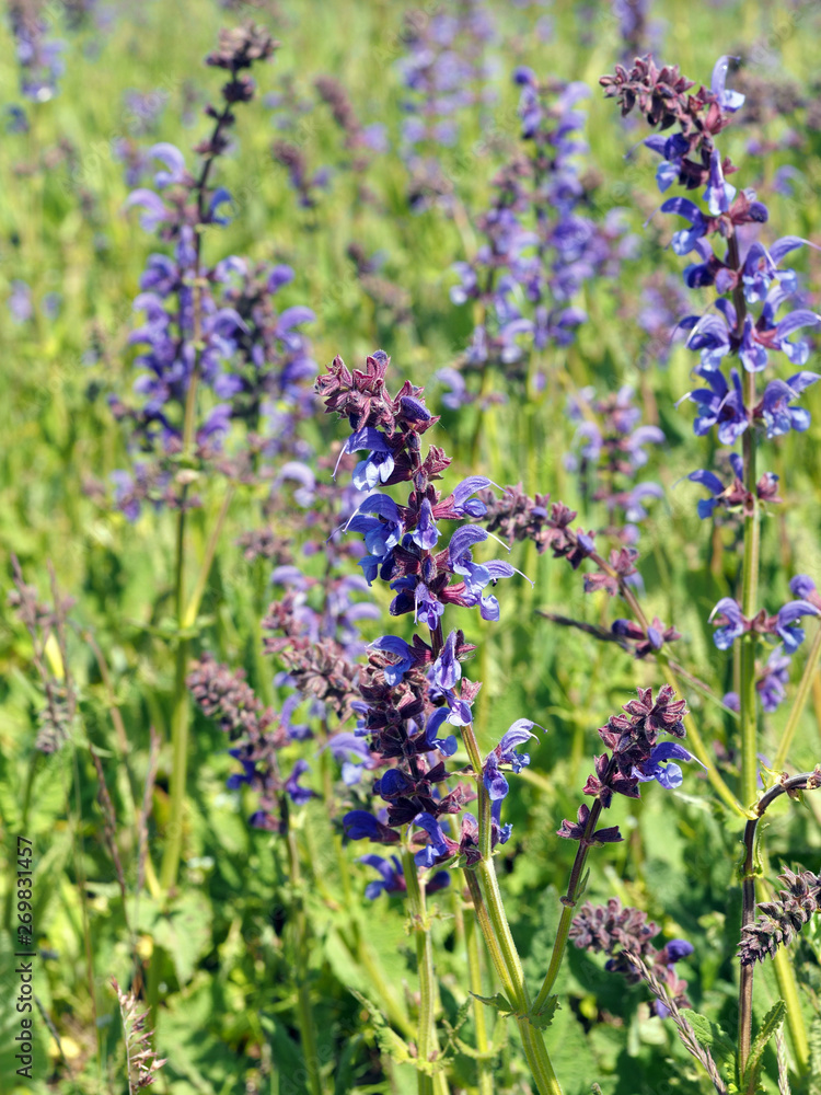 Obraz premium Wiesensalbei