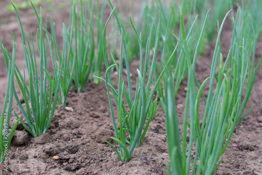 Growing green onion in vegetable garden soil. Growing green onion in vegetable garden soil.