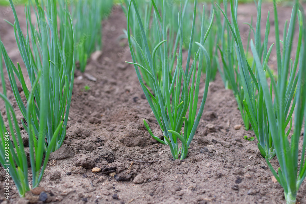 Growing green onion in vegetable garden soil. Growing green onion in vegetable garden soil.