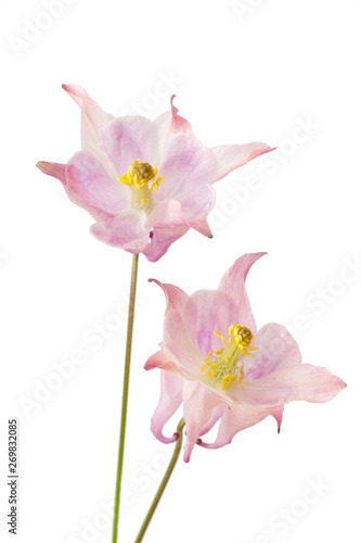Fotografia Zwei rosa Akeleien (aquilegia vulgaris), freigestellt
