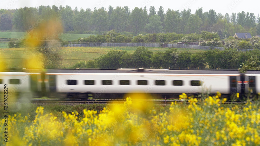 uk railroad next to rapeseed field and sheep on another side under overcast rain. railway landscape uk railroad next to rapeseed field and sheep on another side under overcast rain. railway landscape