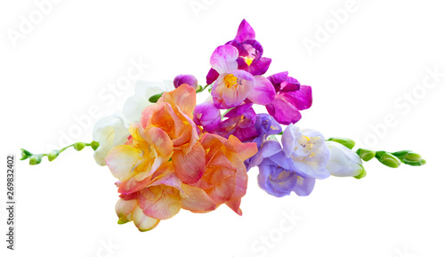 fresh freesia flowers photo