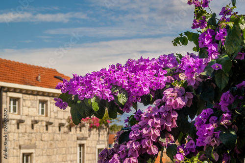The blooming bougainvillea tree and the building in the background. Violet bougainvillea flowers, Korcula Town, Korcula Island, Croatia, Dalmatia. 