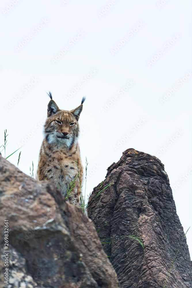 Eurasian lynx (Lynx lynx)