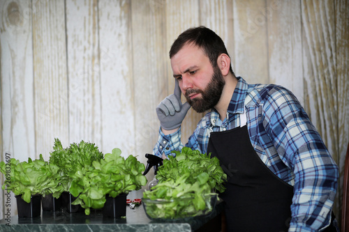 bearded man takes care of the lettuce is grown in pots at home