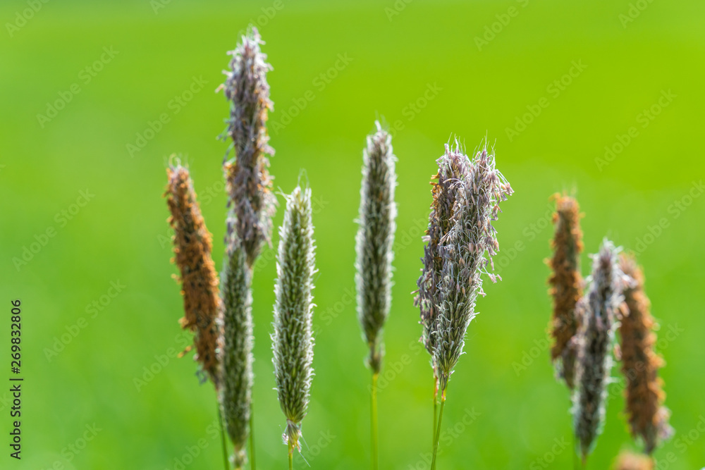 Gras Samen Gras Samen