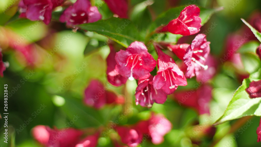 Wunderschöne Blumen im frischen Garten Wunderschöne Blumen im frischen Garten