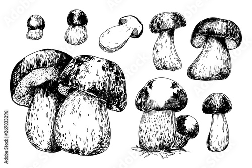 Cep mushrooms vector sketch set