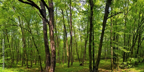a landscape in deciduous forest 