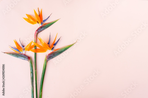 Fotografie Summer flat lay scenery with strelizia flowers