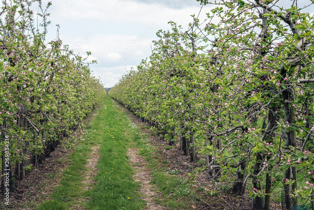 Converging rows of low apple trees in an orchard