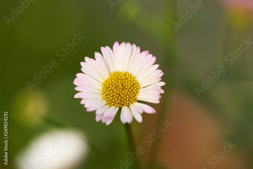 Close-up view of beautiful daisy flower