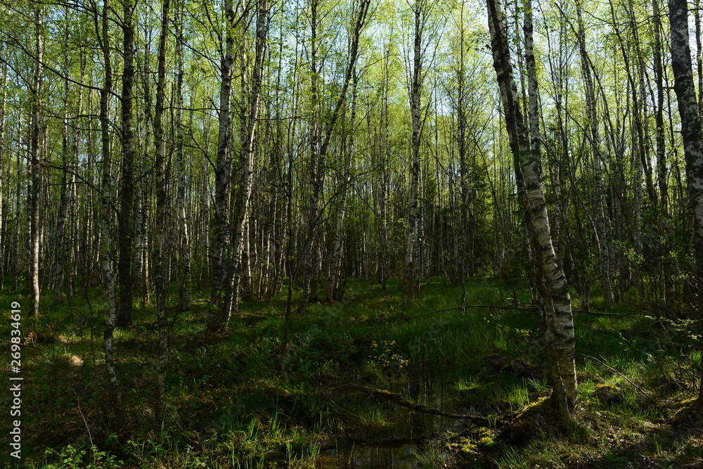 Birch trees in the greenery of fresh foliage and  spring plants of wildflowers and grass in the light of the morning sun