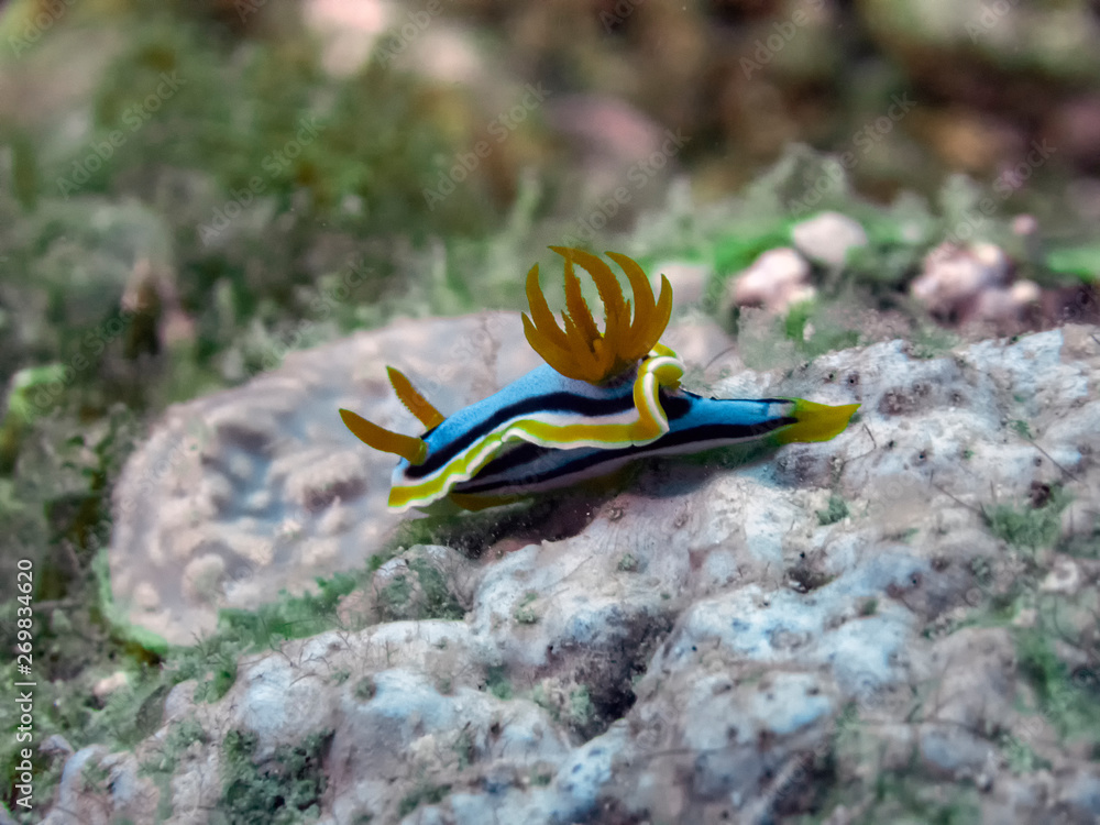 Anna's Chromodoris (Chromodoris annae) Anna's Chromodoris (Chromodoris annae)