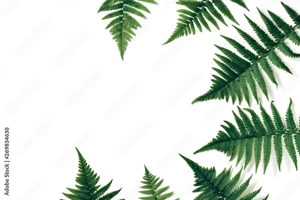 Fototapeta premium Top view of green tropical fern leaves on white background. Flat lay. Minimal summer concept with fern leaf. Creative copy space