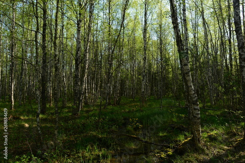 Birch trees in the greenery of fresh foliage and  spring plants of wildflowers and grass in the light of the morning sun