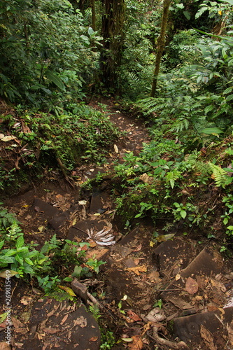 Hiking track in Bosque Nuboso NP near Santa Elena in Costa Rica