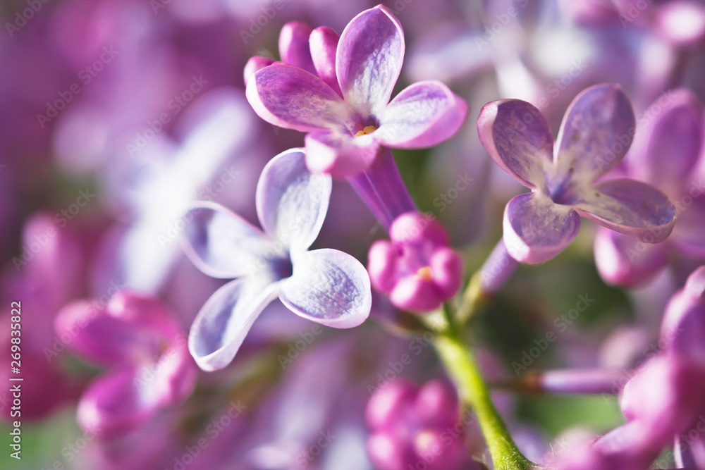 Fototapeta premium Lilac flowers