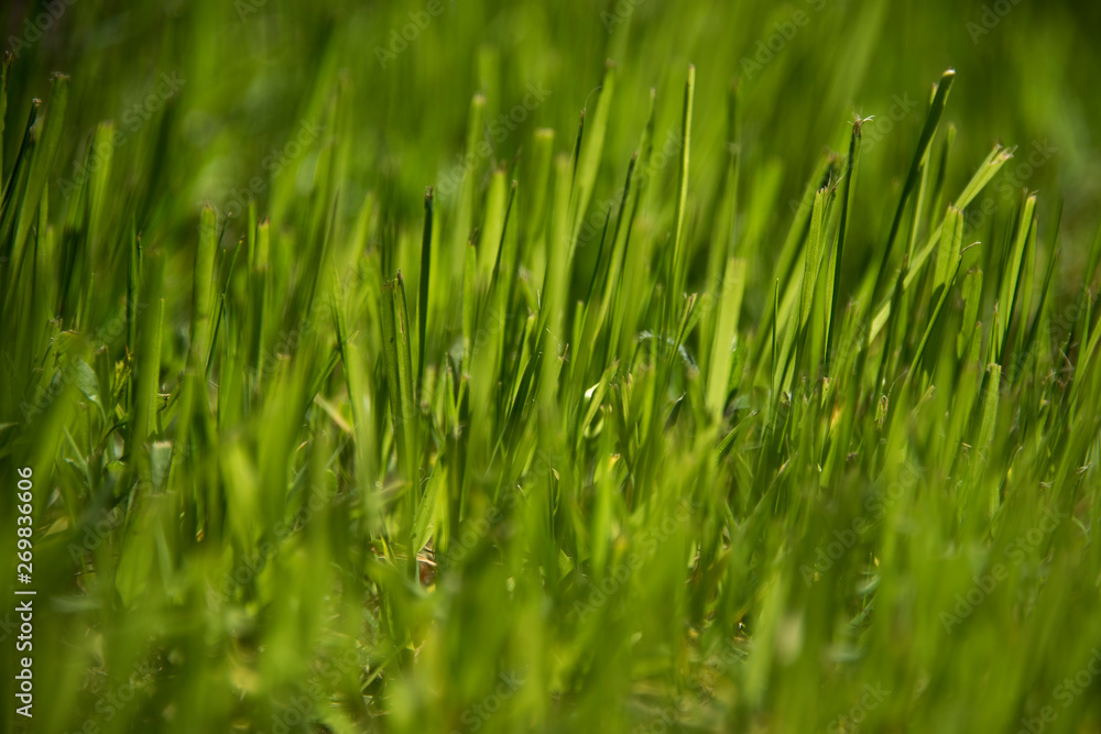 Fototapeta premium Green blades of grass in morning sunlight