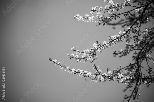 Black and white budding branches in the spring