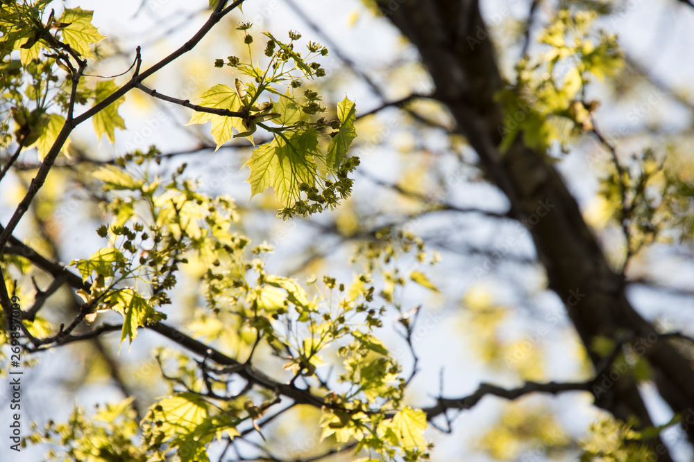 Budding branches in the spring Budding branches in the spring