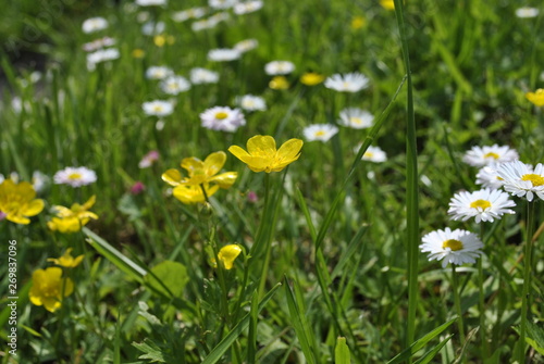 field of daisies © Roman