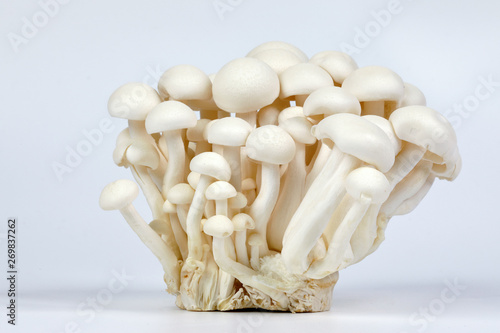 White brown shimeji mushroom on white background