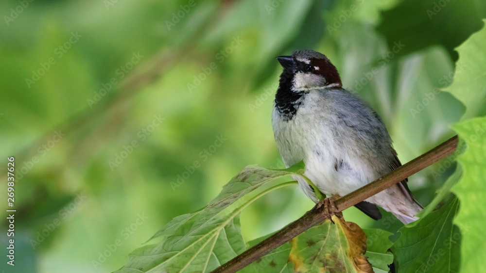 Obraz premium Sparrow Perched on a Tree Branch