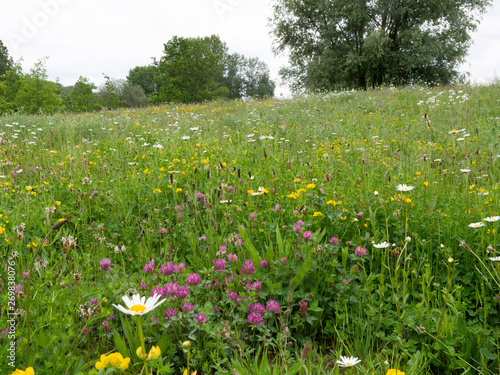 Bienenfreundliche Wiese mit verschiedenen Blumen