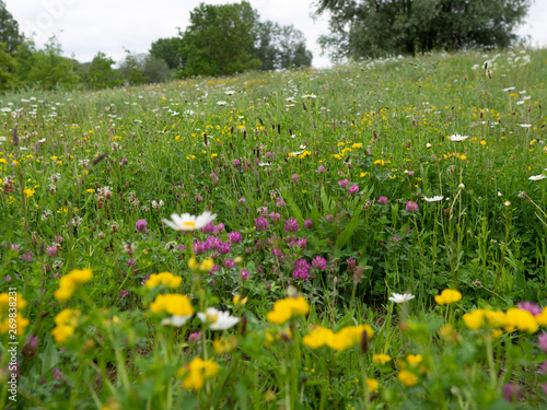 Bunte Wiese