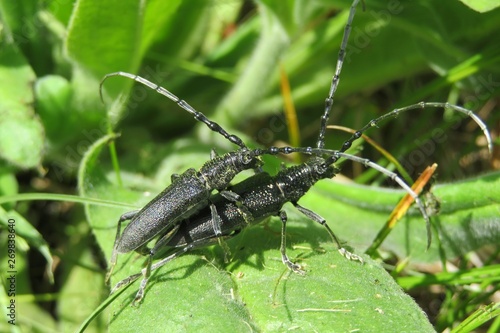 Canvas Print Black barbel beetles mating on leaves in the garden, closeup